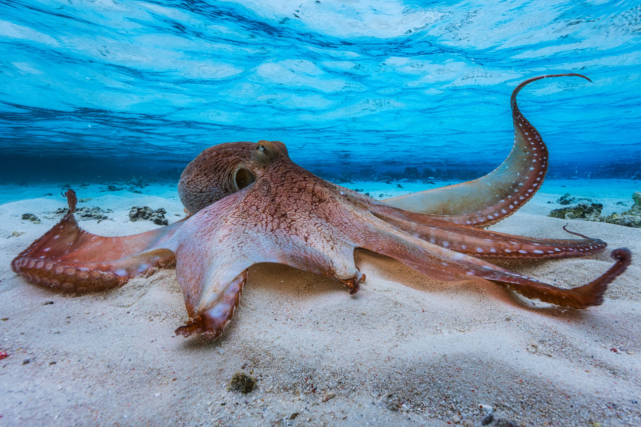 The Octopus’ Sandwich
