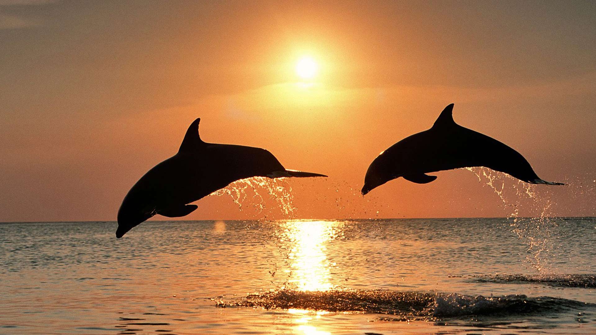 Avvistamento delfini