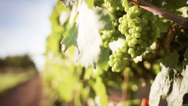 The Precious Wines Of Sardinia