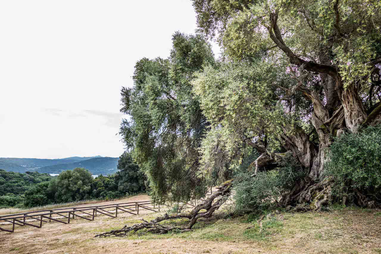S'Ozzastru: The Oldest Olive Tree