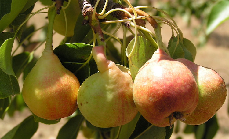 Pears, Ancient Fruits Of Sardinia