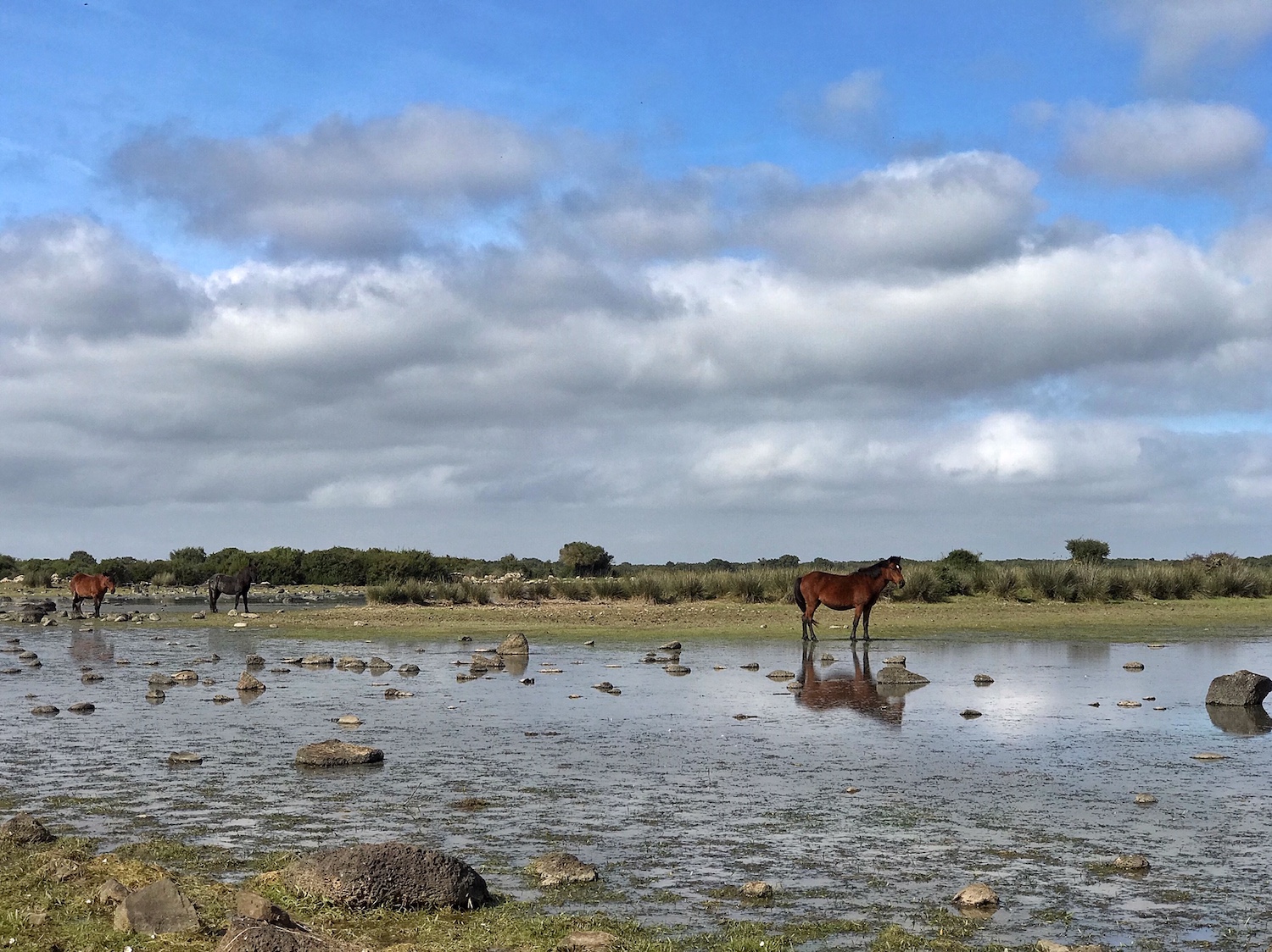 Giara's Plateau & Its Wild Horses