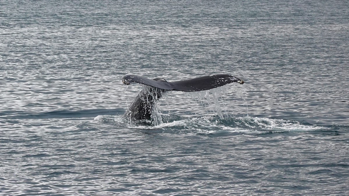 The “Pelagos" Cetacean Sanctuary