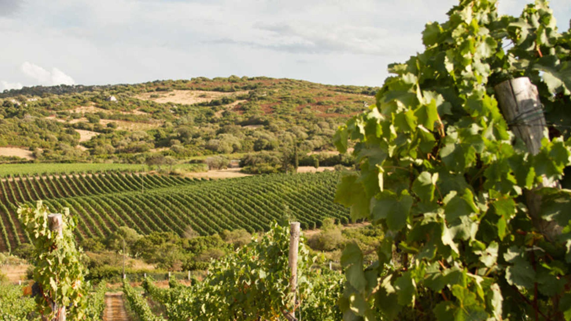 Wine tour: tasting Sardinia