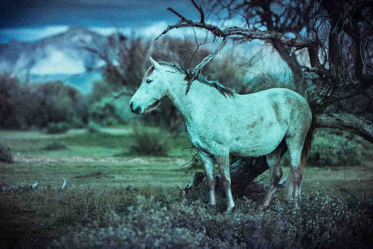 The Green Horses: Legends From Monteleone Rocca Doria