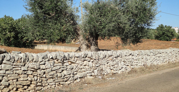 A World's Heritage: Dry-Stone Walls