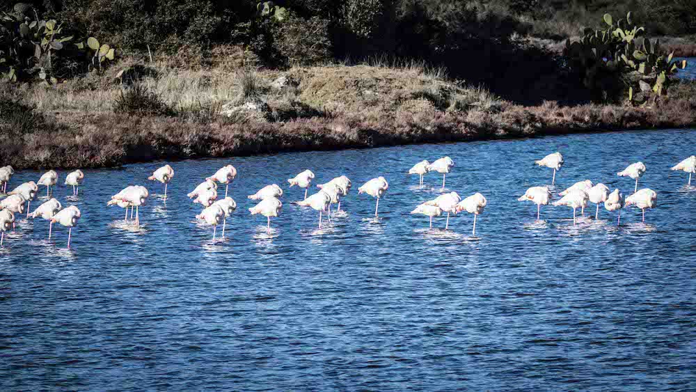 Sa Genti Arrubia: Pink Flamingos Of Sardinia
